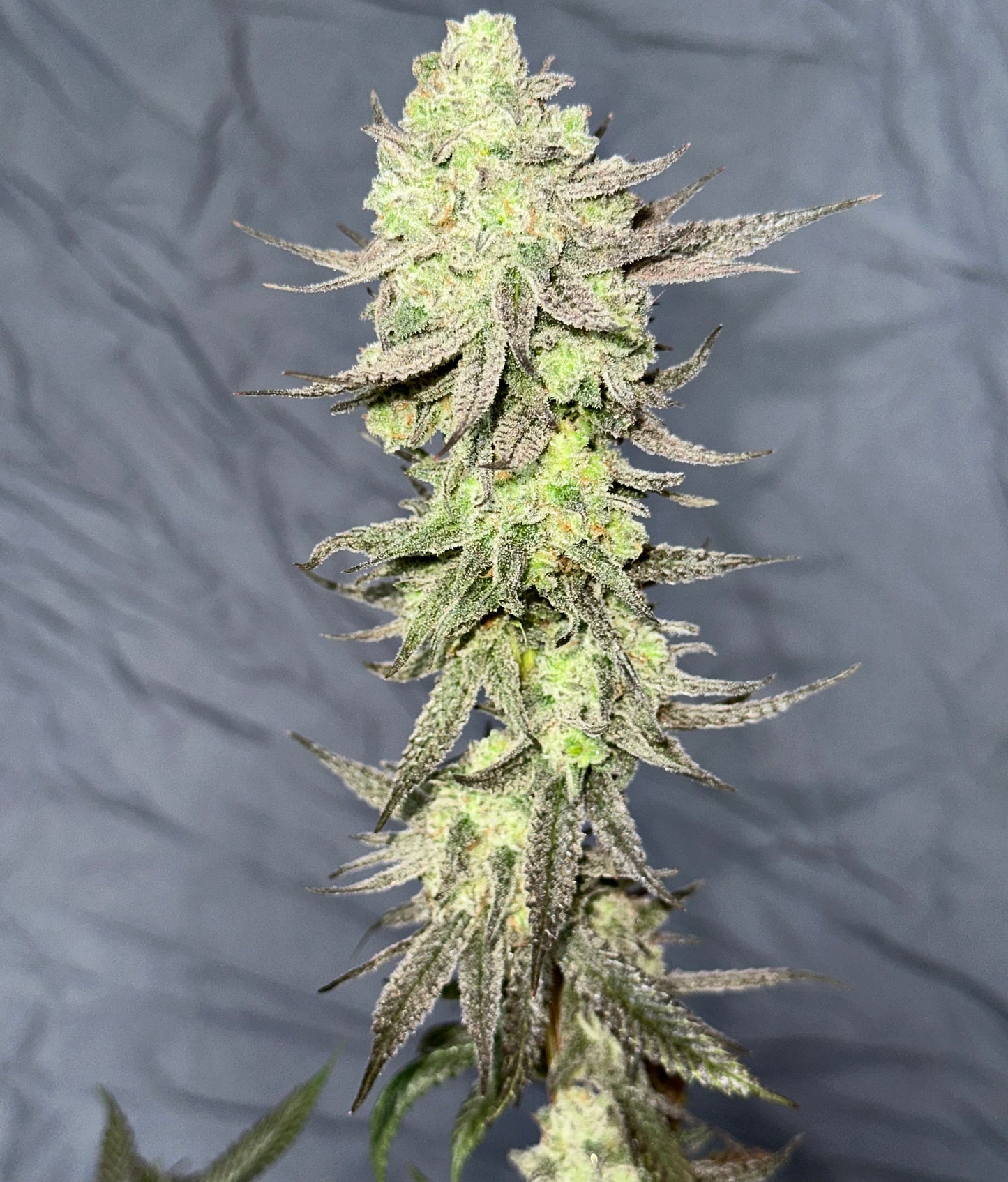 Chocolate Croissantz – Total Health Connection (fem, 5er-Pack)