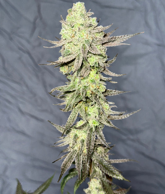 Chocolate Croissantz – Total Health Connection (fem, 5er-Pack)