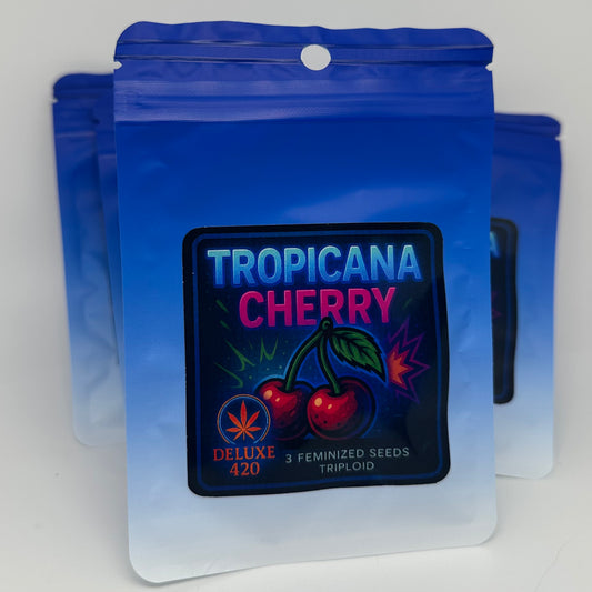 tropicana cherry triploid seedpack, blau weißer farbverlauf, deluxe 420 style